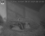Capi_Dubne_20250706_001503.jpg
