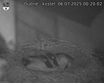 Capi_Dubne_20250706_002002.jpg