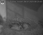 Capi_Dubne_20250706_002503.jpg