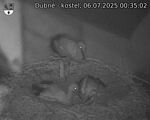 Capi_Dubne_20250706_003502.jpg
