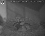 Capi_Dubne_20250706_004502.jpg