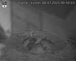 Capi_Dubne_20250706_005003.jpg