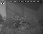 Capi_Dubne_20250706_010003.jpg