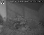 Capi_Dubne_20250706_012003.jpg