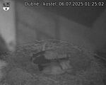 Capi_Dubne_20250706_012502.jpg