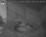 Capi_Dubne_20250706_014002.jpg