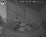 Capi_Dubne_20250706_020002.jpg