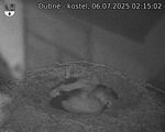 Capi_Dubne_20250706_021502.jpg