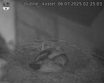 Capi_Dubne_20250706_022503.jpg