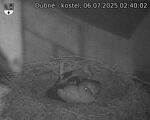 Capi_Dubne_20250706_024002.jpg