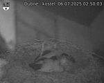 Capi_Dubne_20250706_025003.jpg