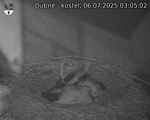 Capi_Dubne_20250706_030502.jpg
