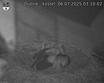 Capi_Dubne_20250706_031002.jpg
