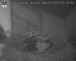 Capi_Dubne_20250706_032002.jpg