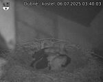 Capi_Dubne_20250706_034003.jpg