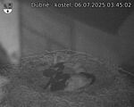 Capi_Dubne_20250706_034502.jpg