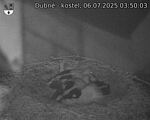 Capi_Dubne_20250706_035003.jpg