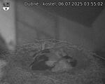 Capi_Dubne_20250706_035502.jpg