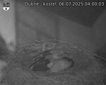 Capi_Dubne_20250706_040003.jpg
