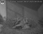 Capi_Dubne_20250706_040502.jpg