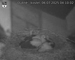 Capi_Dubne_20250706_041003.jpg