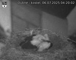 Capi_Dubne_20250706_042002.jpg