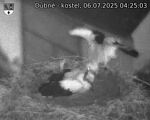 Capi_Dubne_20250706_042503.jpg