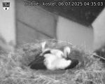Capi_Dubne_20250706_043503.jpg