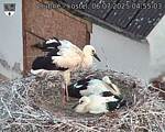 Capi_Dubne_20250706_045503.jpg
