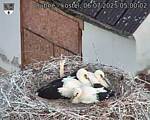Capi_Dubne_20250706_050002.jpg
