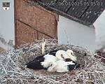 Capi_Dubne_20250706_050503.jpg