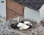 Capi_Dubne_20250706_051003.jpg