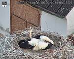 Capi_Dubne_20250706_051503.jpg