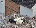 Capi_Dubne_20250706_052003.jpg