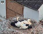 Capi_Dubne_20250706_053503.jpg