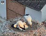 Capi_Dubne_20250706_054003.jpg