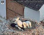 Capi_Dubne_20250706_054503.jpg