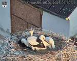 Capi_Dubne_20250706_055003.jpg
