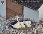 Capi_Dubne_20250706_060003.jpg