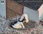 Capi_Dubne_20250706_060503.jpg