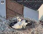Capi_Dubne_20250706_061003.jpg