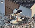 Capi_Dubne_20250706_061503.jpg
