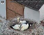 Capi_Dubne_20250706_062003.jpg