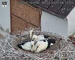Capi_Dubne_20250706_062503.jpg