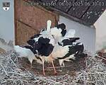 Capi_Dubne_20250706_063003.jpg