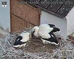 Capi_Dubne_20250706_063503.jpg