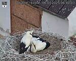 Capi_Dubne_20250706_064003.jpg
