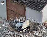 Capi_Dubne_20250706_064503.jpg