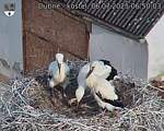 Capi_Dubne_20250706_065003.jpg