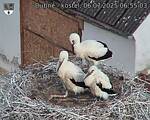 Capi_Dubne_20250706_065503.jpg